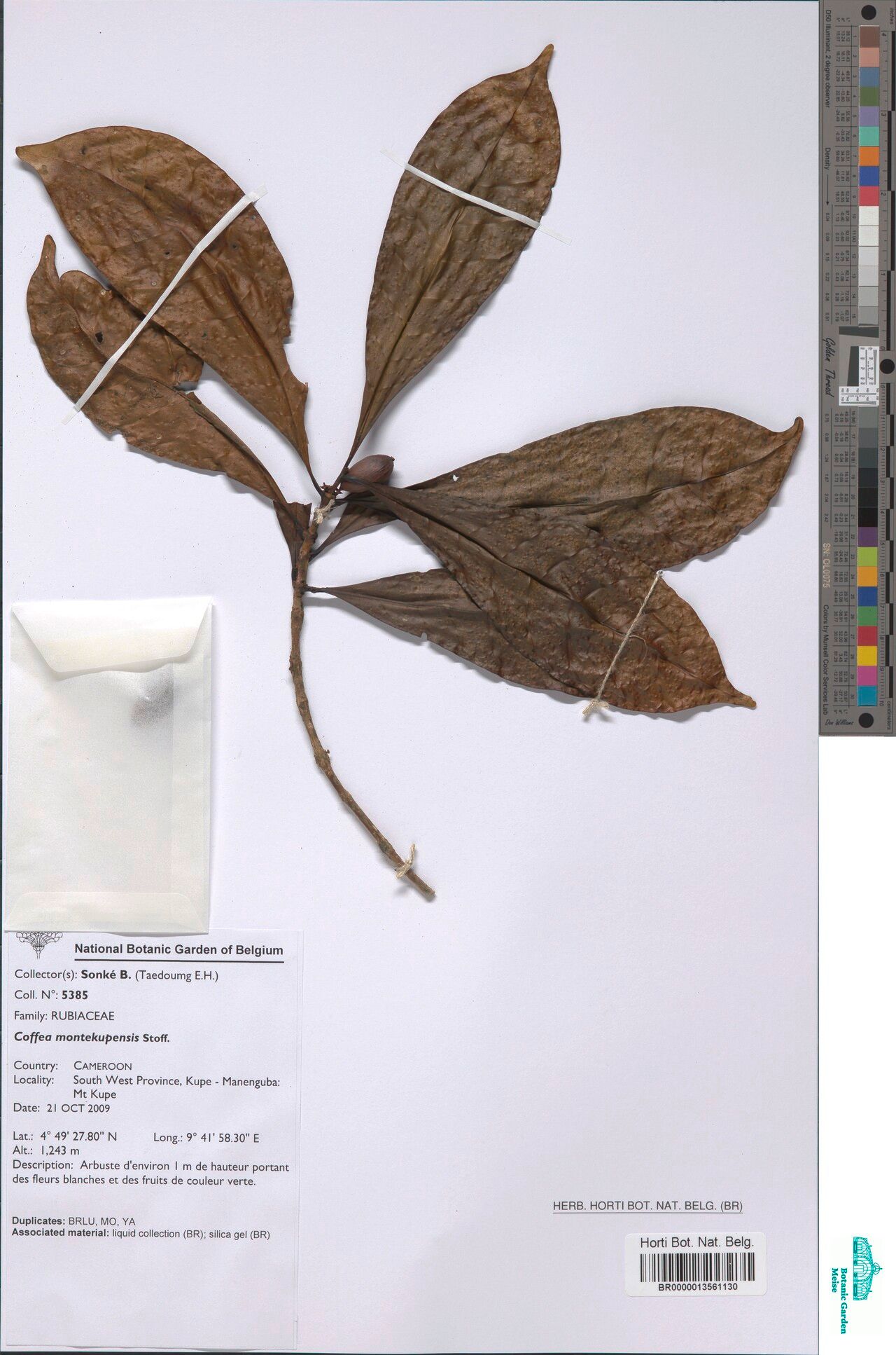 Coffea montekupensis — search result for 'Coffea'