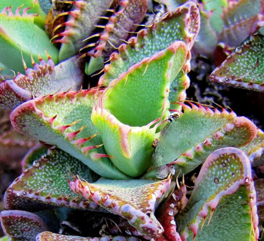 Faucaria britteniae — related species from the same genus
