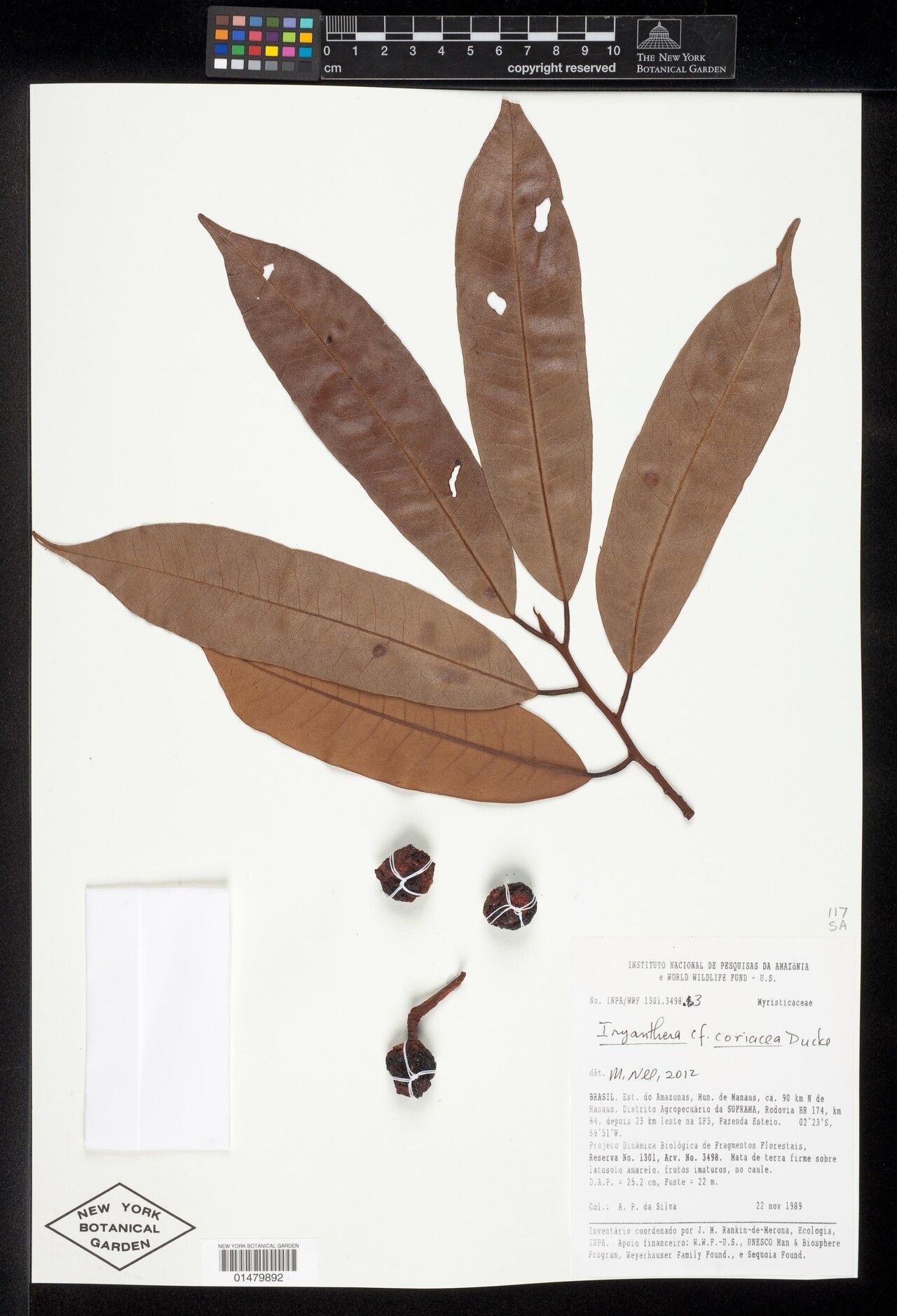 Iryanthera coriacea fruit