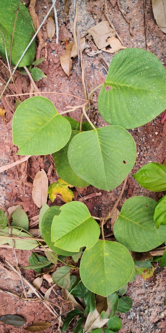 Argyreia acuta habit