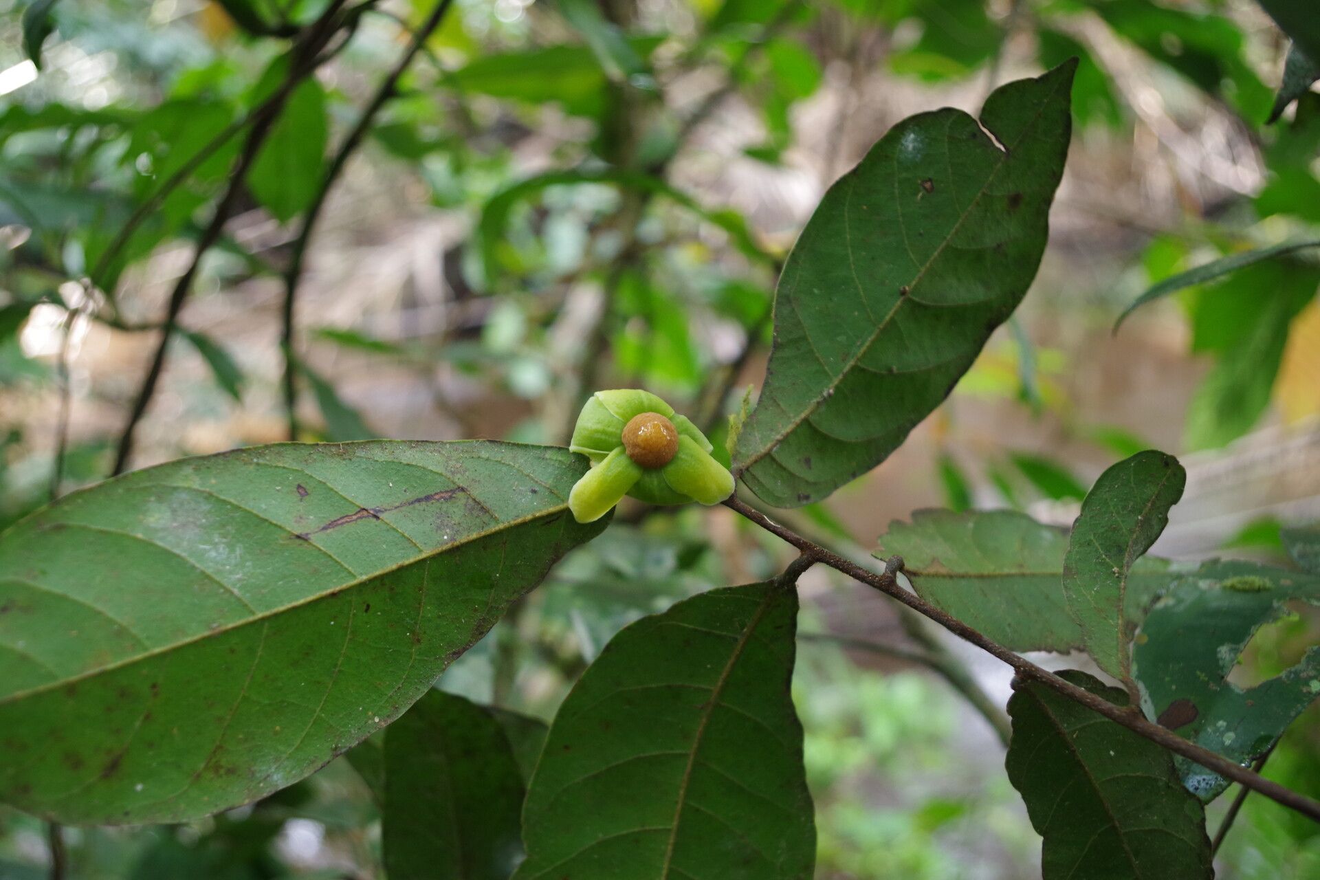 Uvaria angolensis flower
