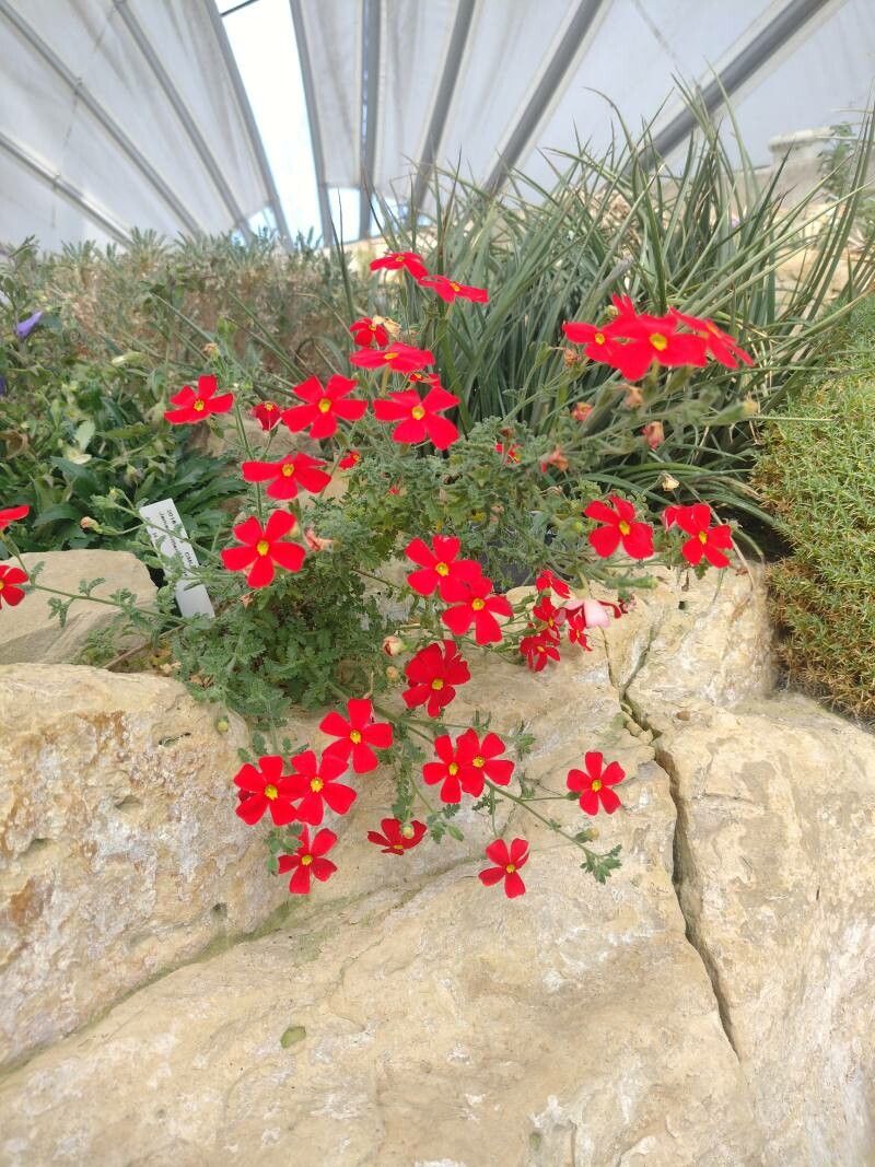 Jamesbrittenia bergae — search result for 'Phlox'