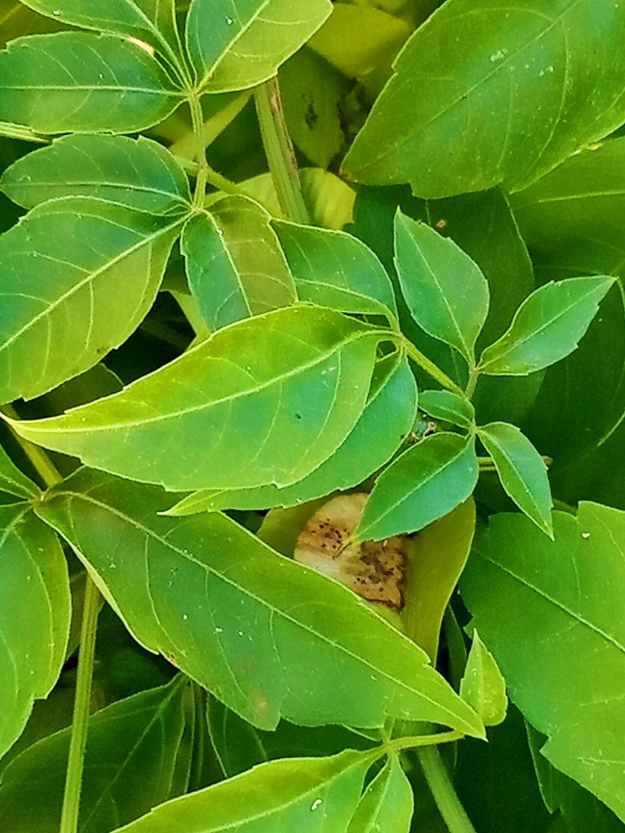 Serjania meridionalis — houseplant care guide