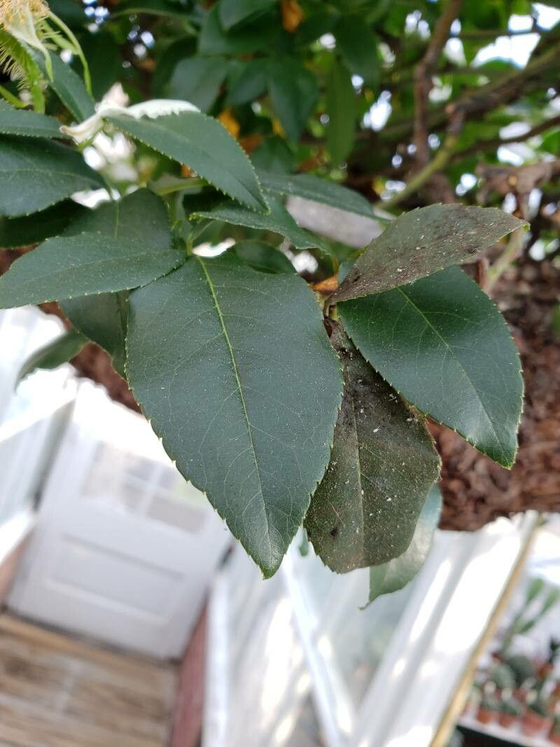 Rosa laevigata — difficulty difficulty houseplant