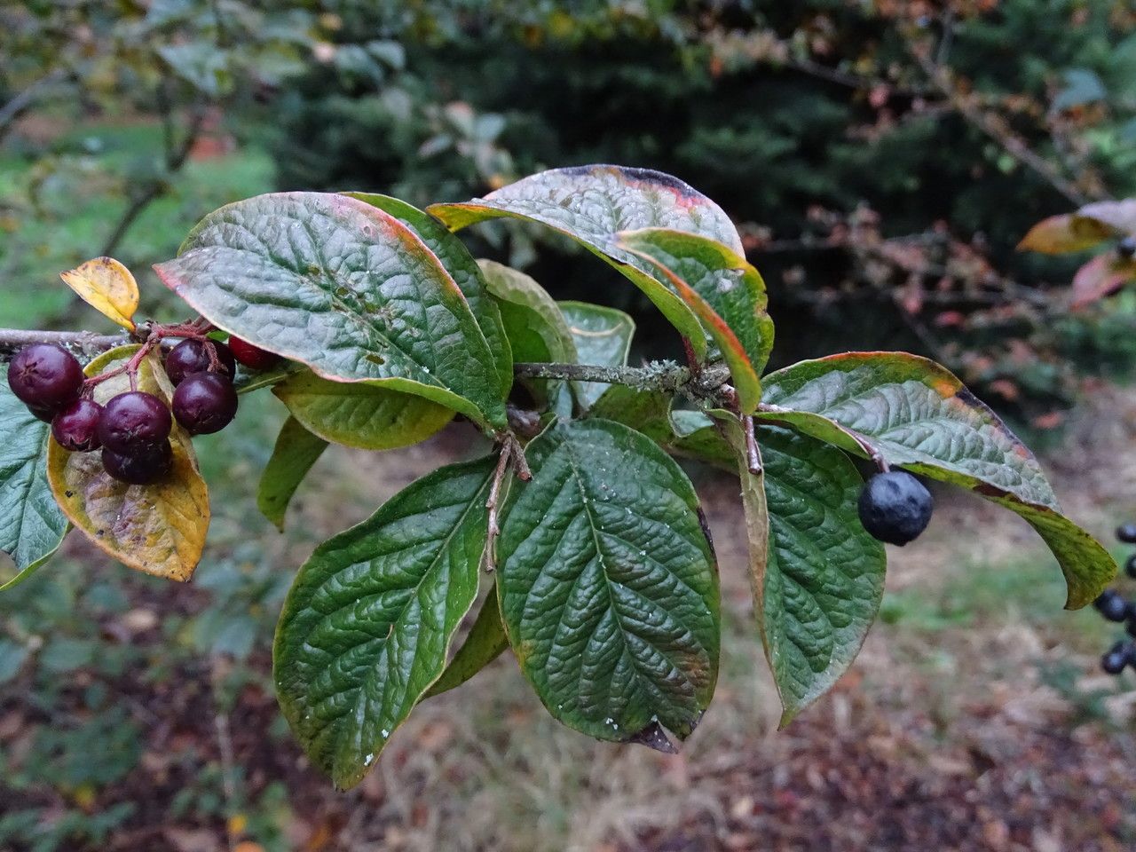 Cotoneaster moupinensis — search result for 'Cotoneaster'