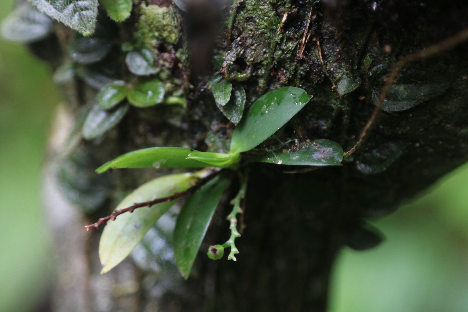 Aerangis hyaloides — search result for 'Aerangis'