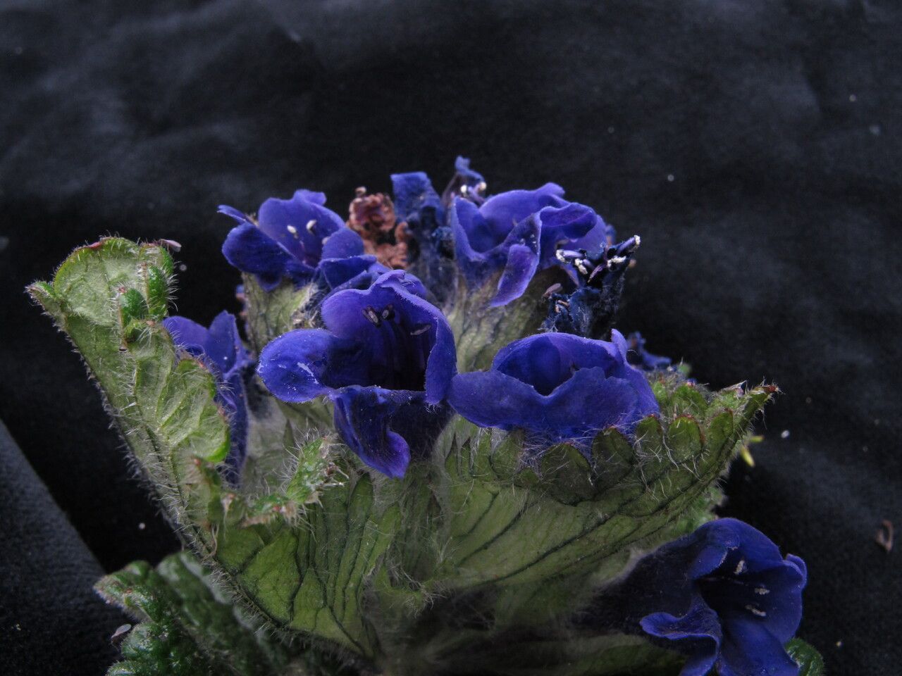 Dracocephalum wallichii — search result for 'Dracocephalum'