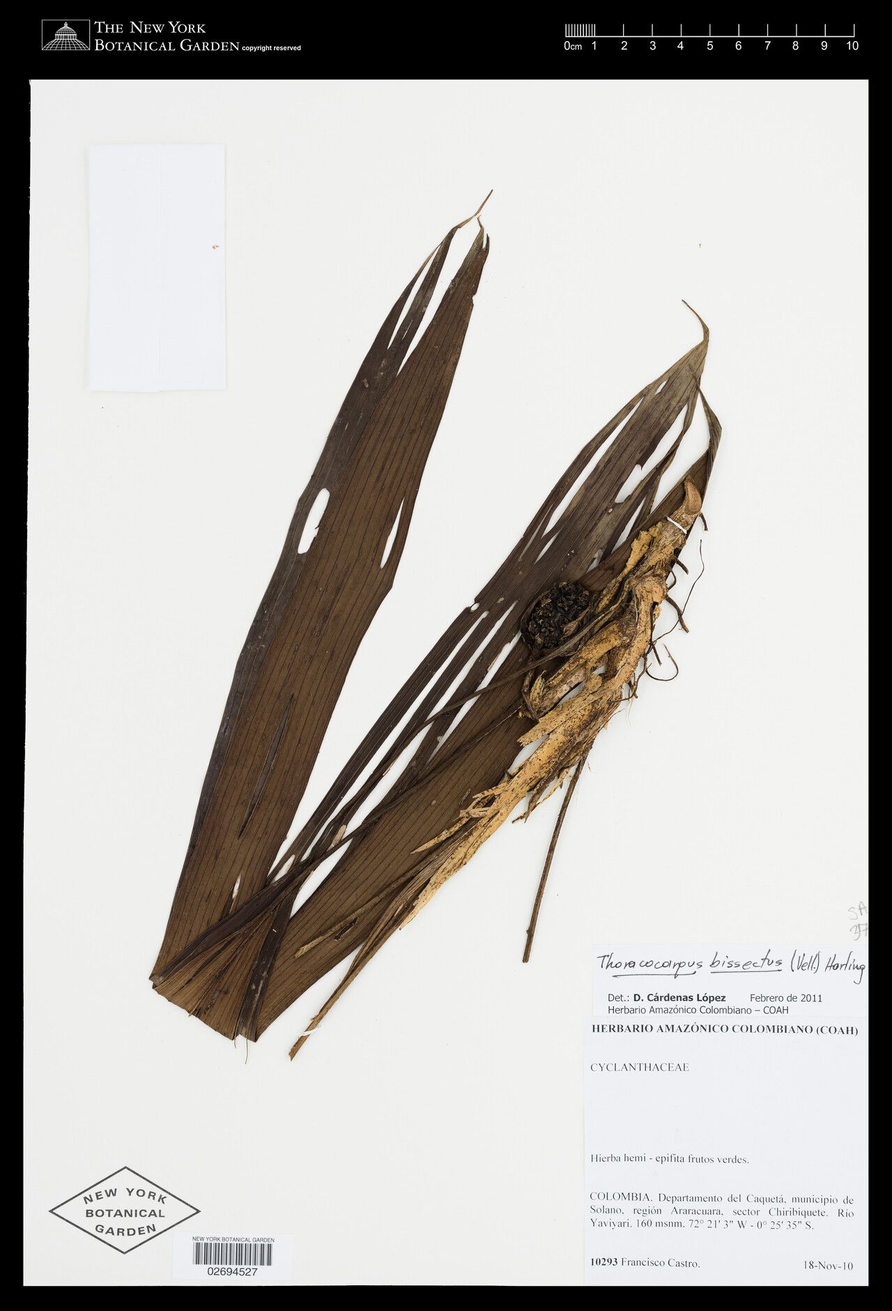 Asplundia xiphophylla — houseplant care guide