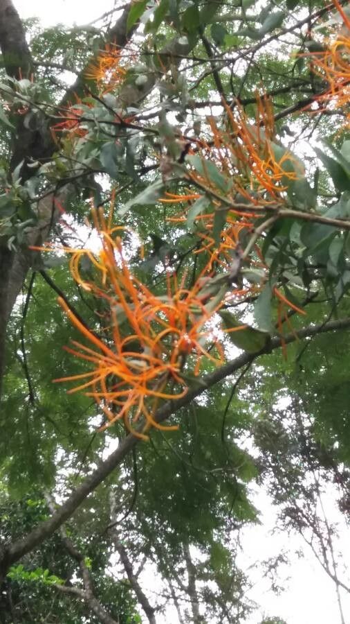 Cuscuta jalapensis — search result for 'Cuscuta'