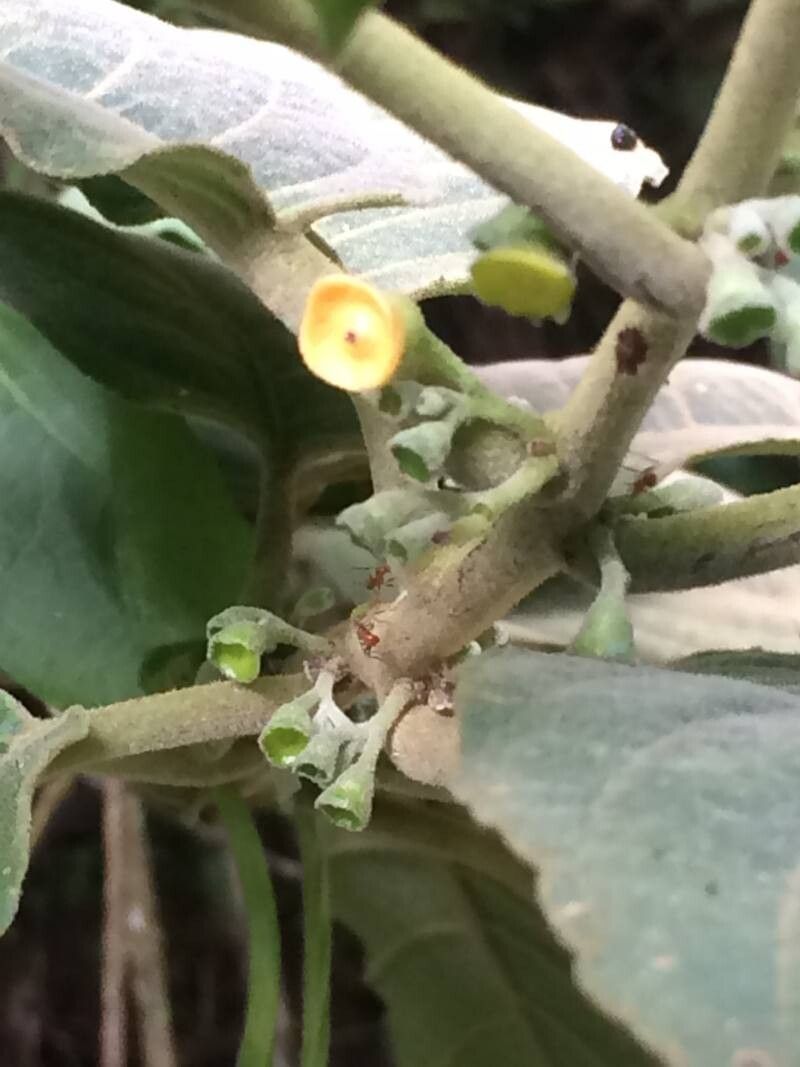 Siparuna gesnerioides flower