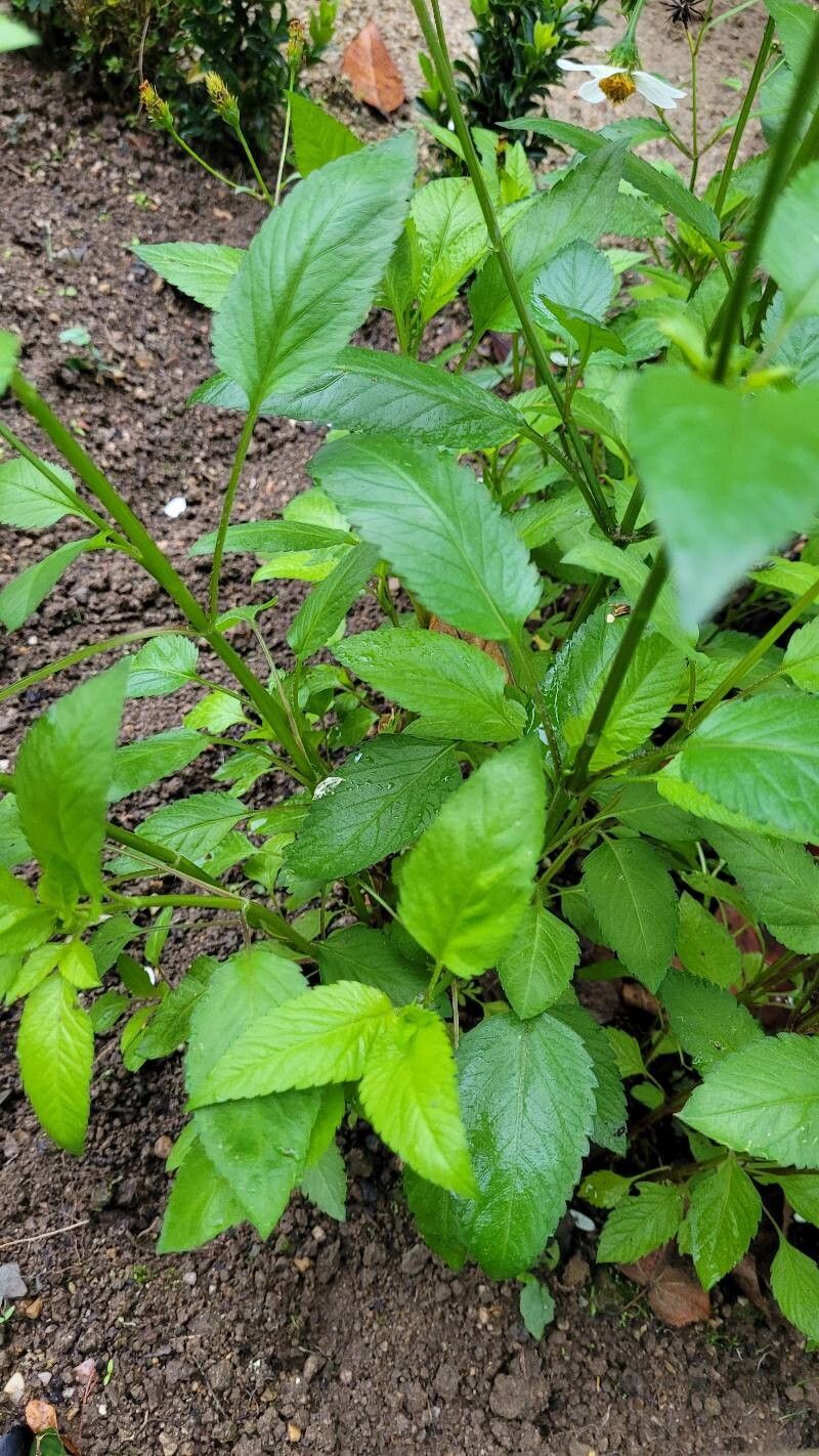 Cosmos diversifolius