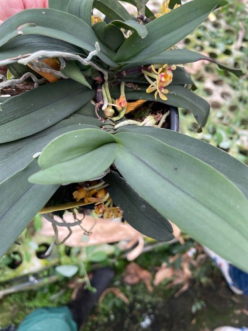 Gastrochilus japonicus — search result for 'Hong Kong'