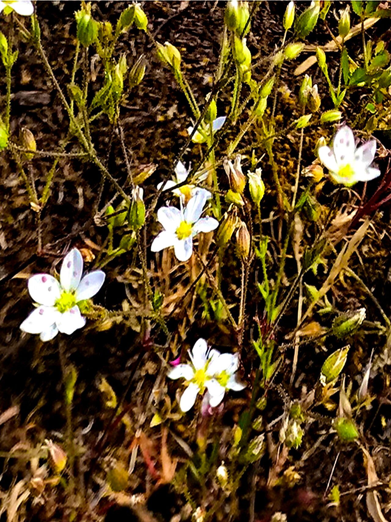 Sabulina macra — houseplant care guide