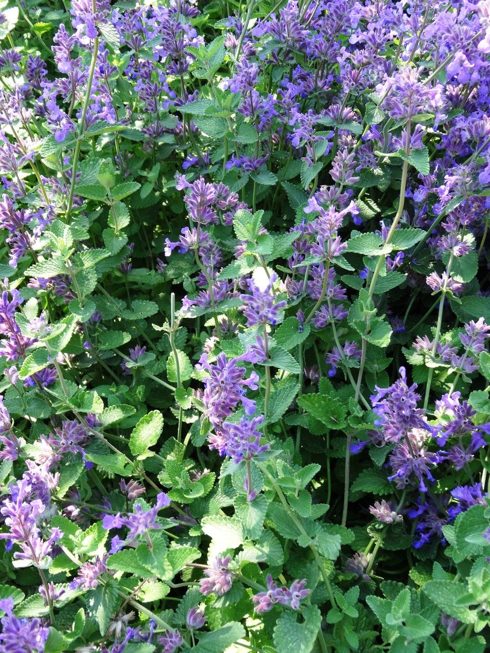 Nepeta latifolia habit