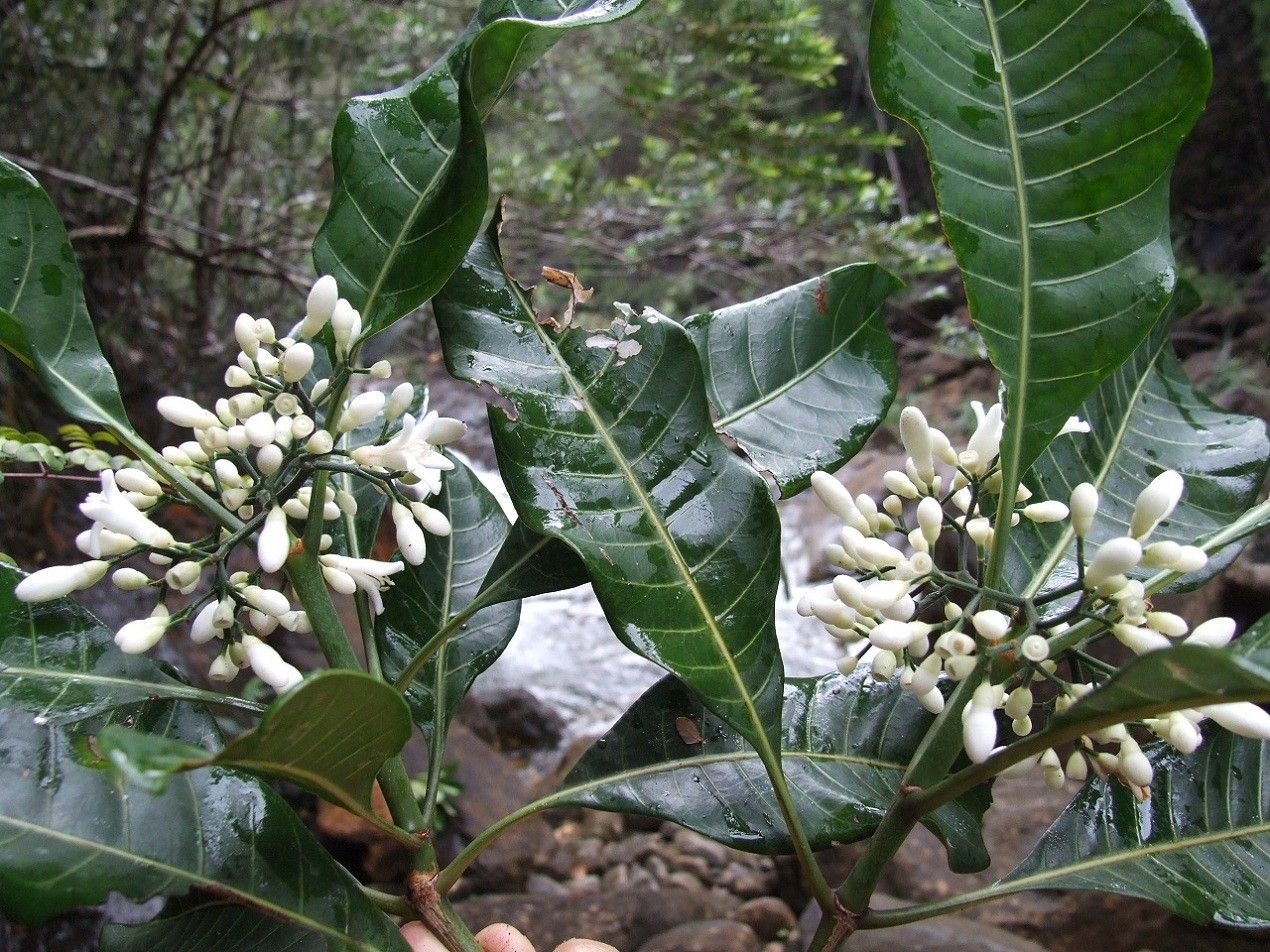 Psychotria brachylaena habit