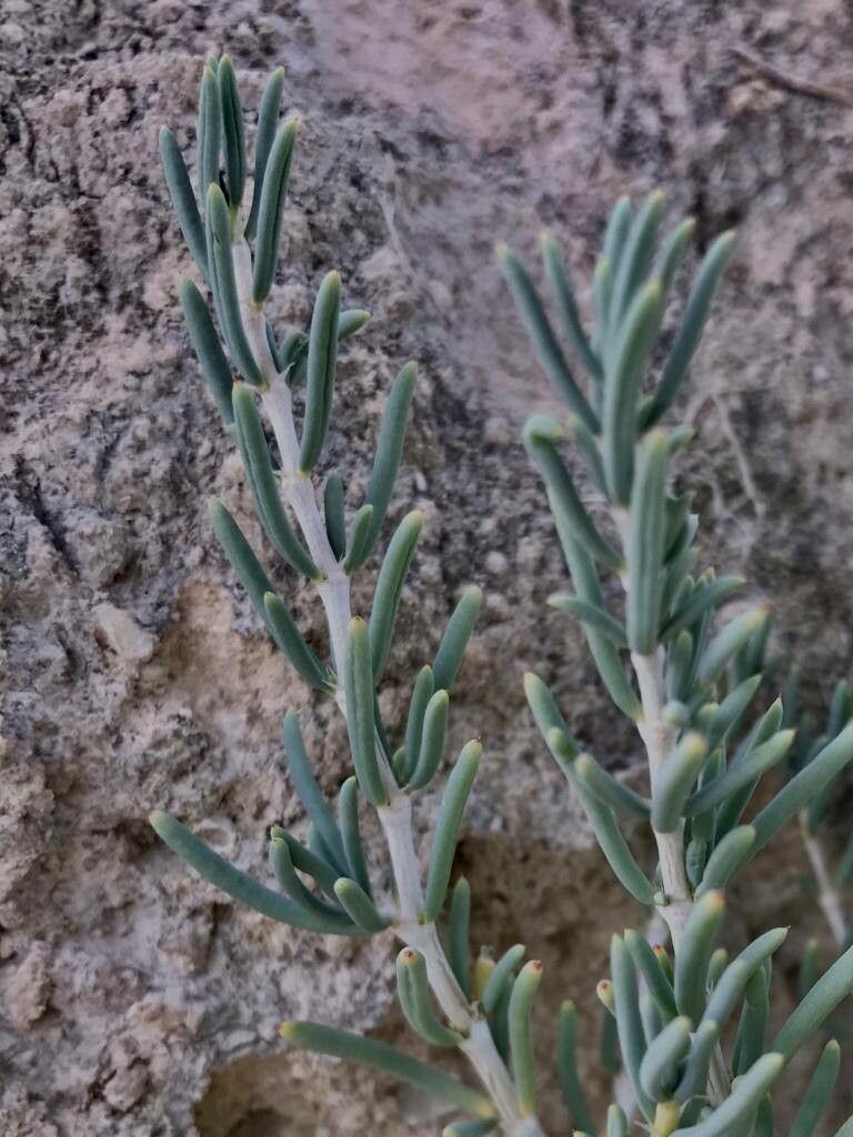 Gymnocarpos decandrus bark