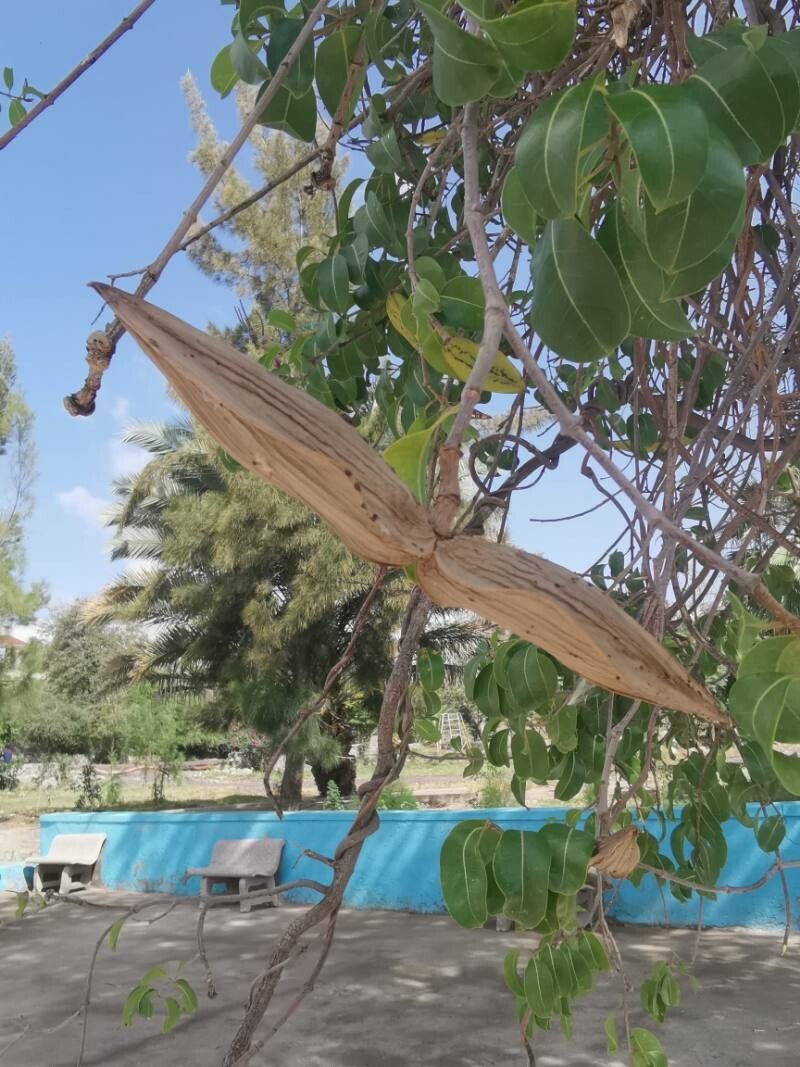 Cryptostegia grandiflora fruit