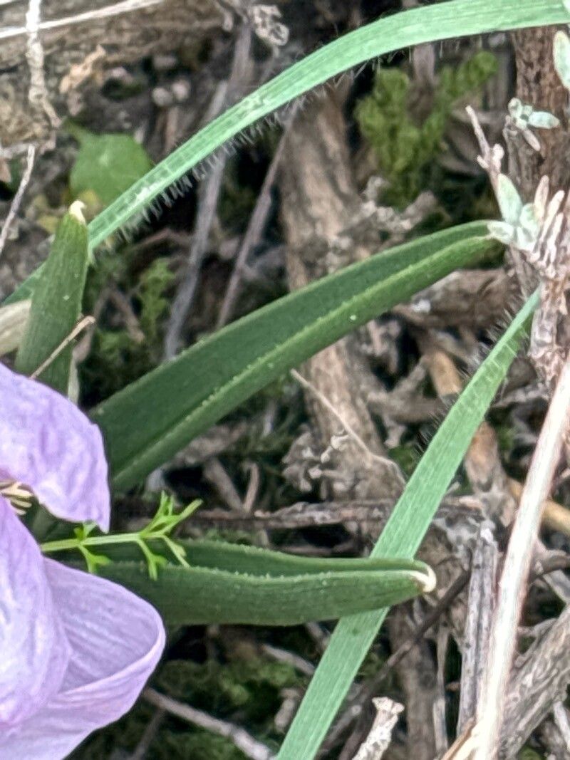 Colchicum triphyllum leaf