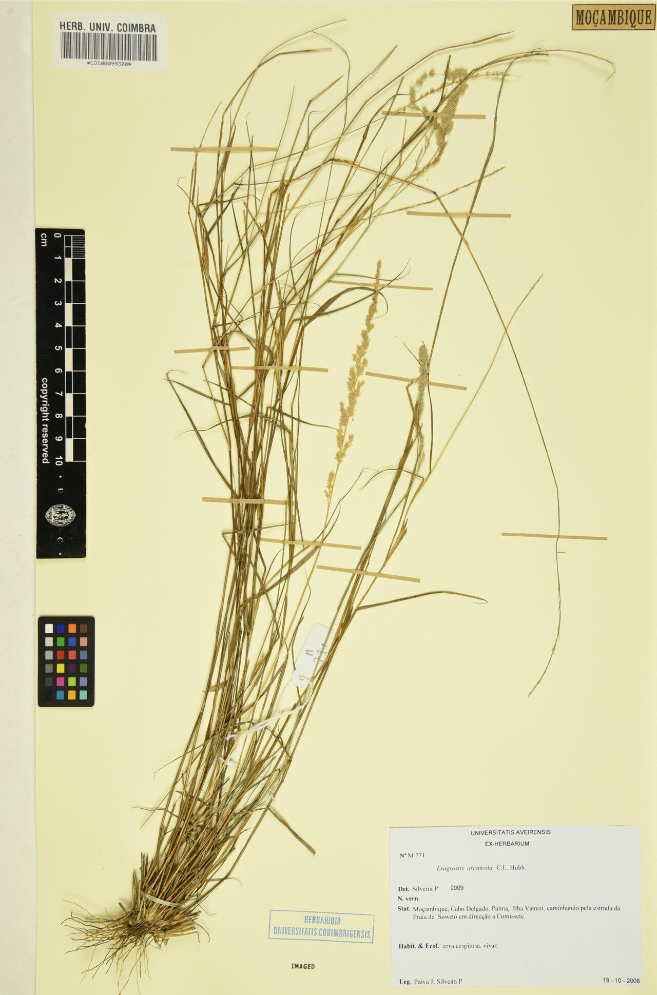 Eragrostis arenicola — search result for 'Eragrostis'