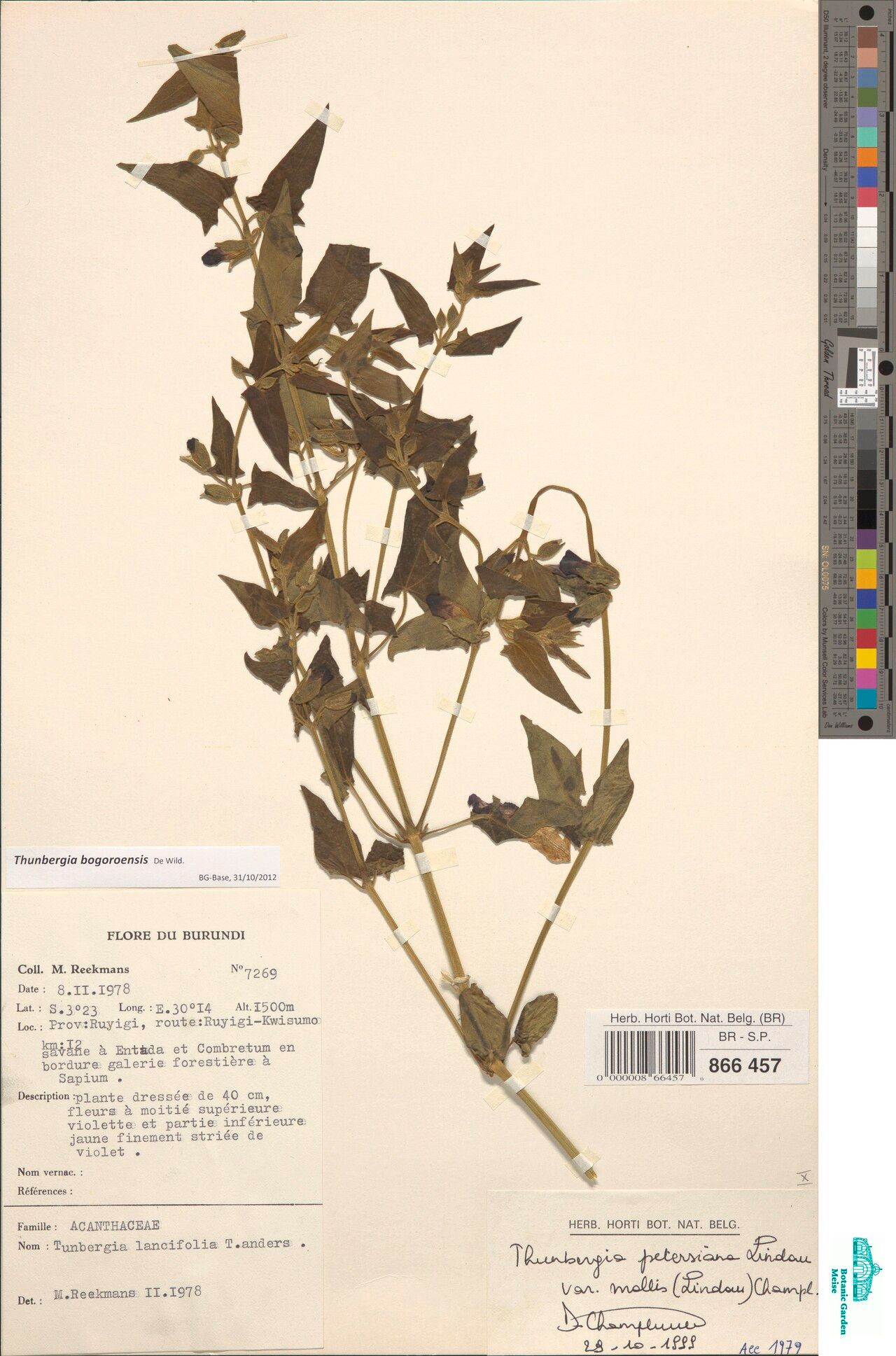 Thunbergia bogoroensis — search result for 'Thunbergia'