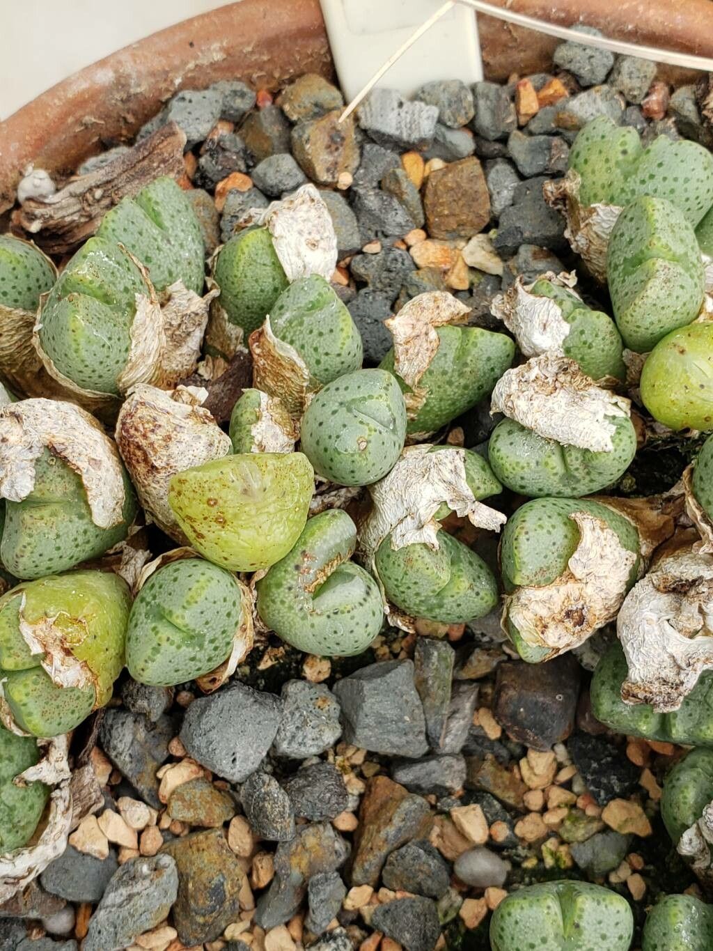 Conophytum taylorianum — houseplant care guide