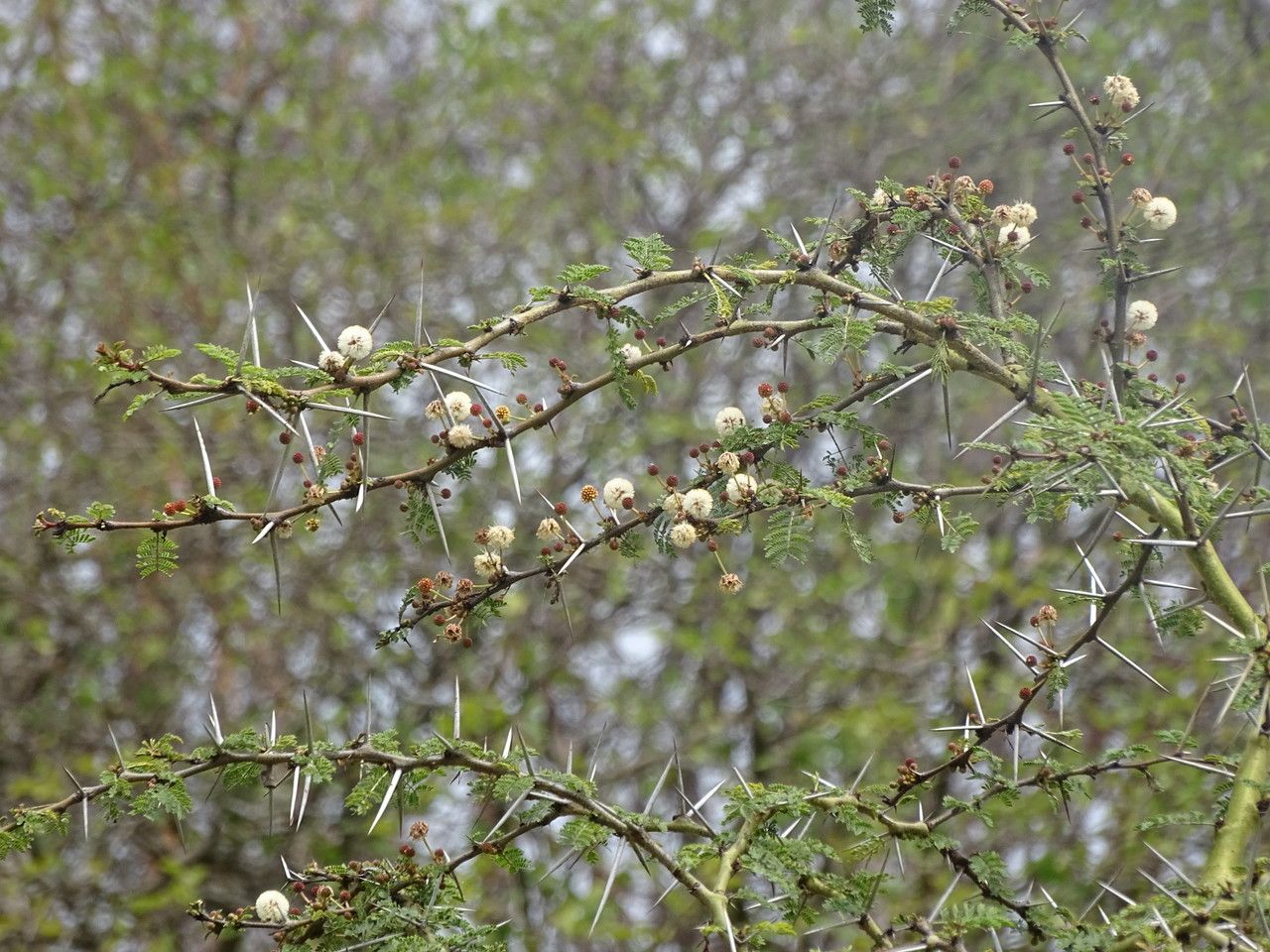 Acacia xanthophloea flower
