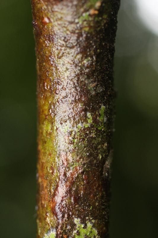 Cordia nodosa bark
