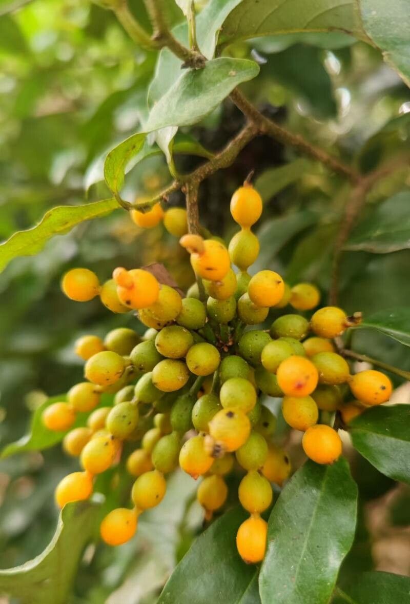 Desmos chinensis fruit