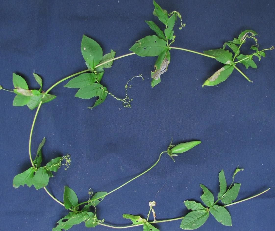Cobaea gracilis other