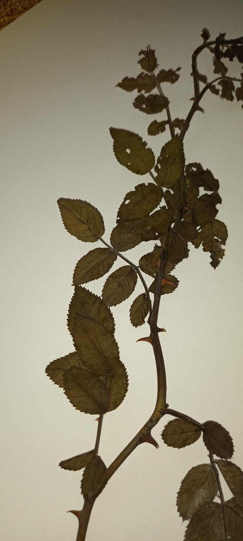 Rosa deseglisei leaf