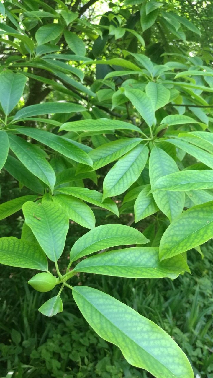 Michelia alba — search result for 'Magnolia'