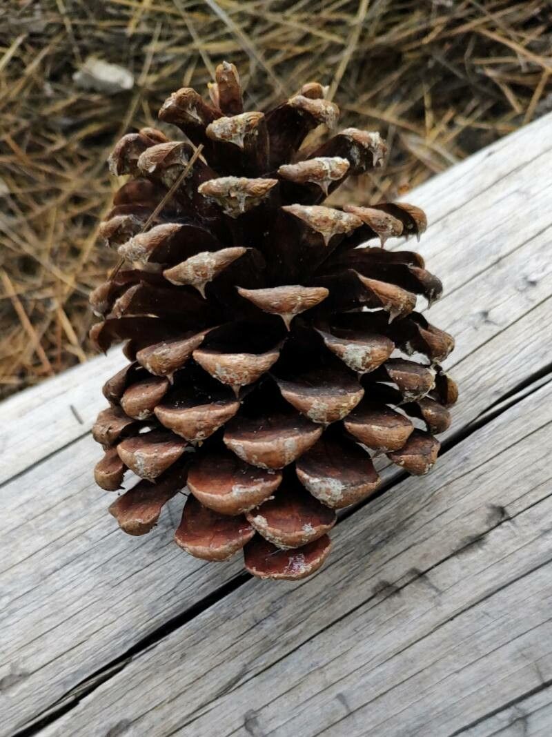 Pinus jeffreyi fruit