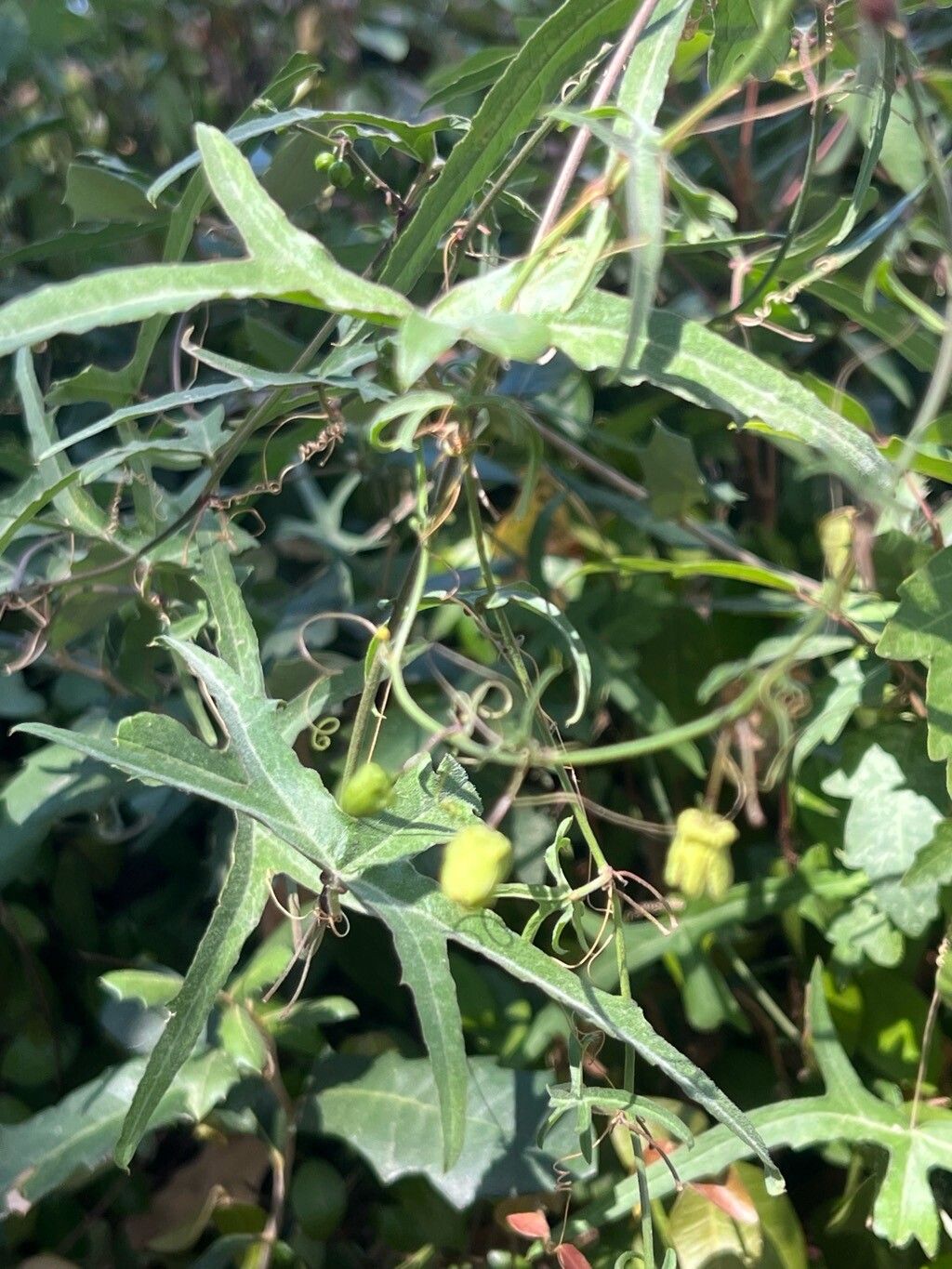 Passiflora tenuiloba — houseplant care guide