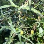 Passiflora tenuiloba