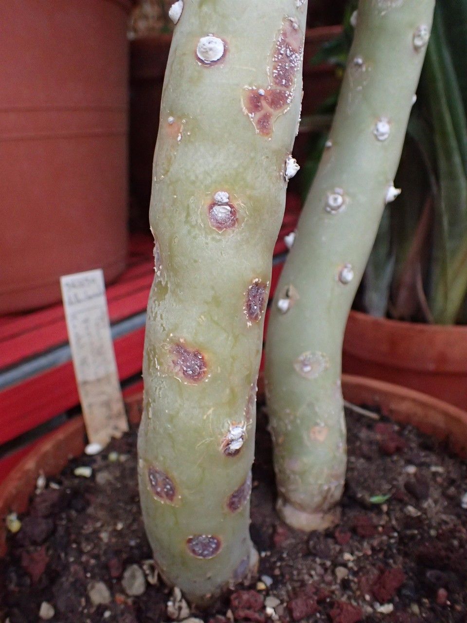 Pelargonium paniculatum habit