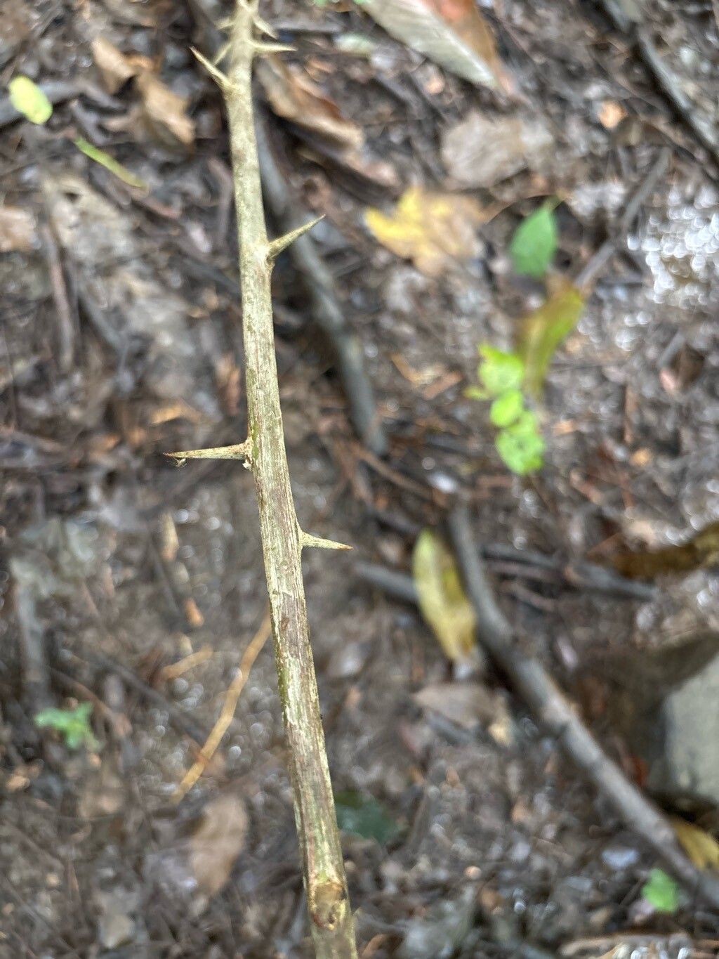 Combretum decandrum bark