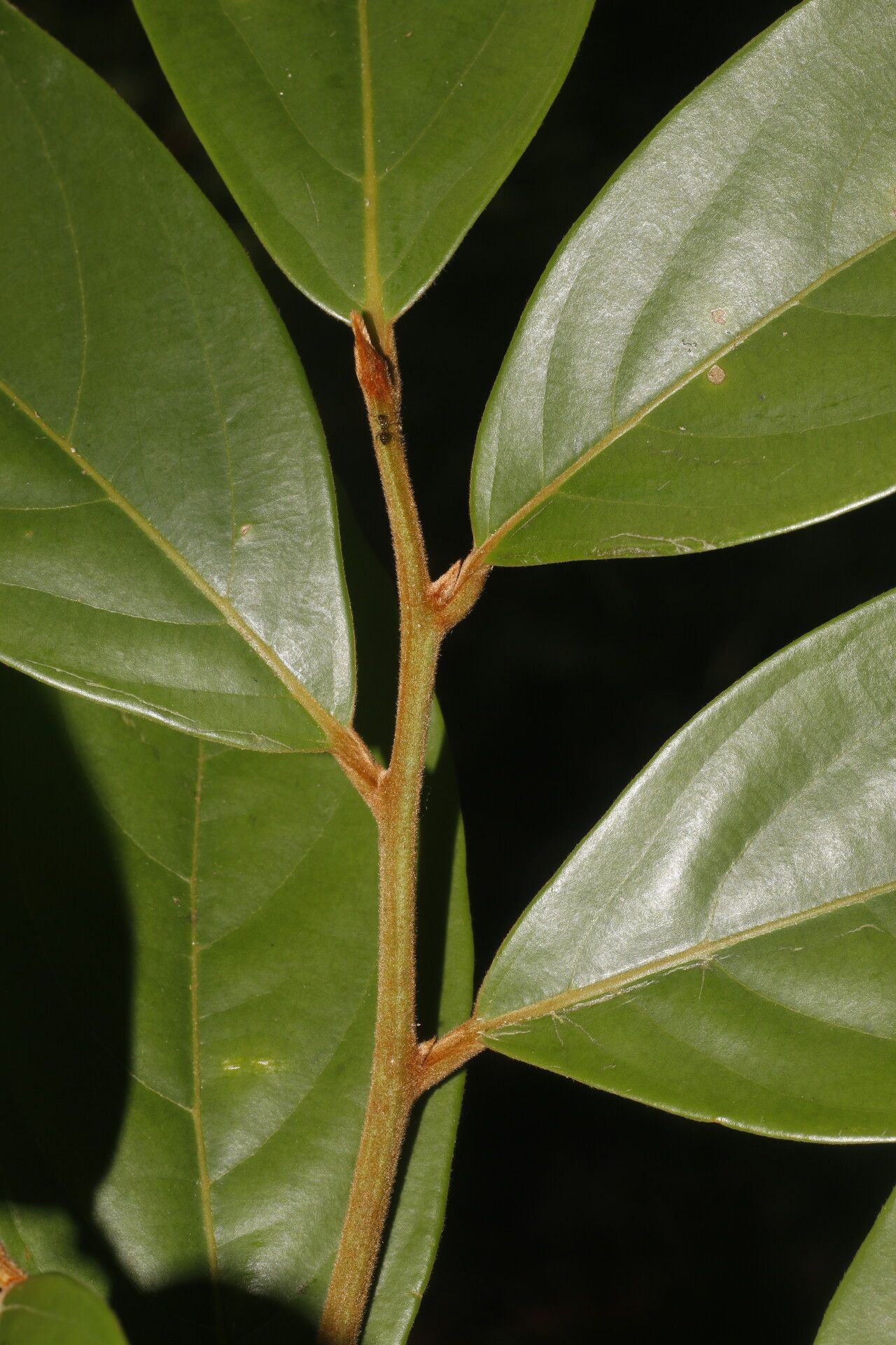 Nectandra belizensis bark