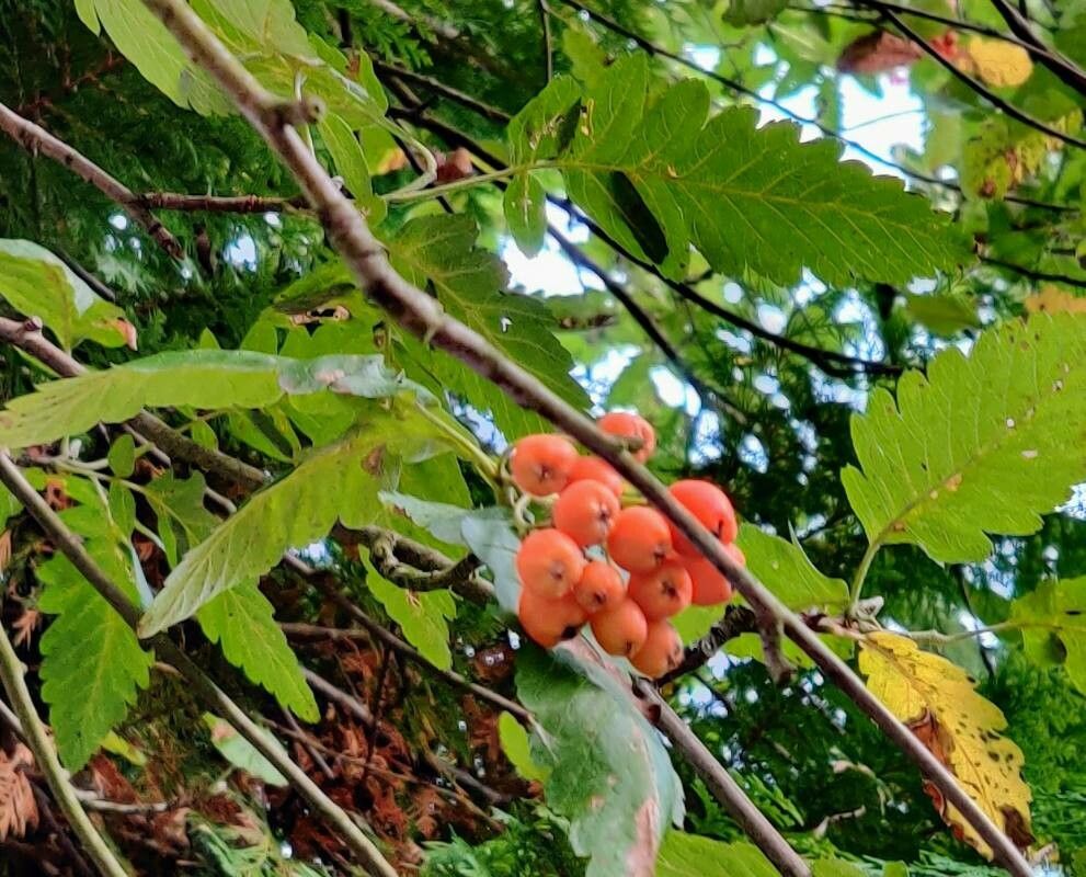 Sorbus x thuringiaca fruit