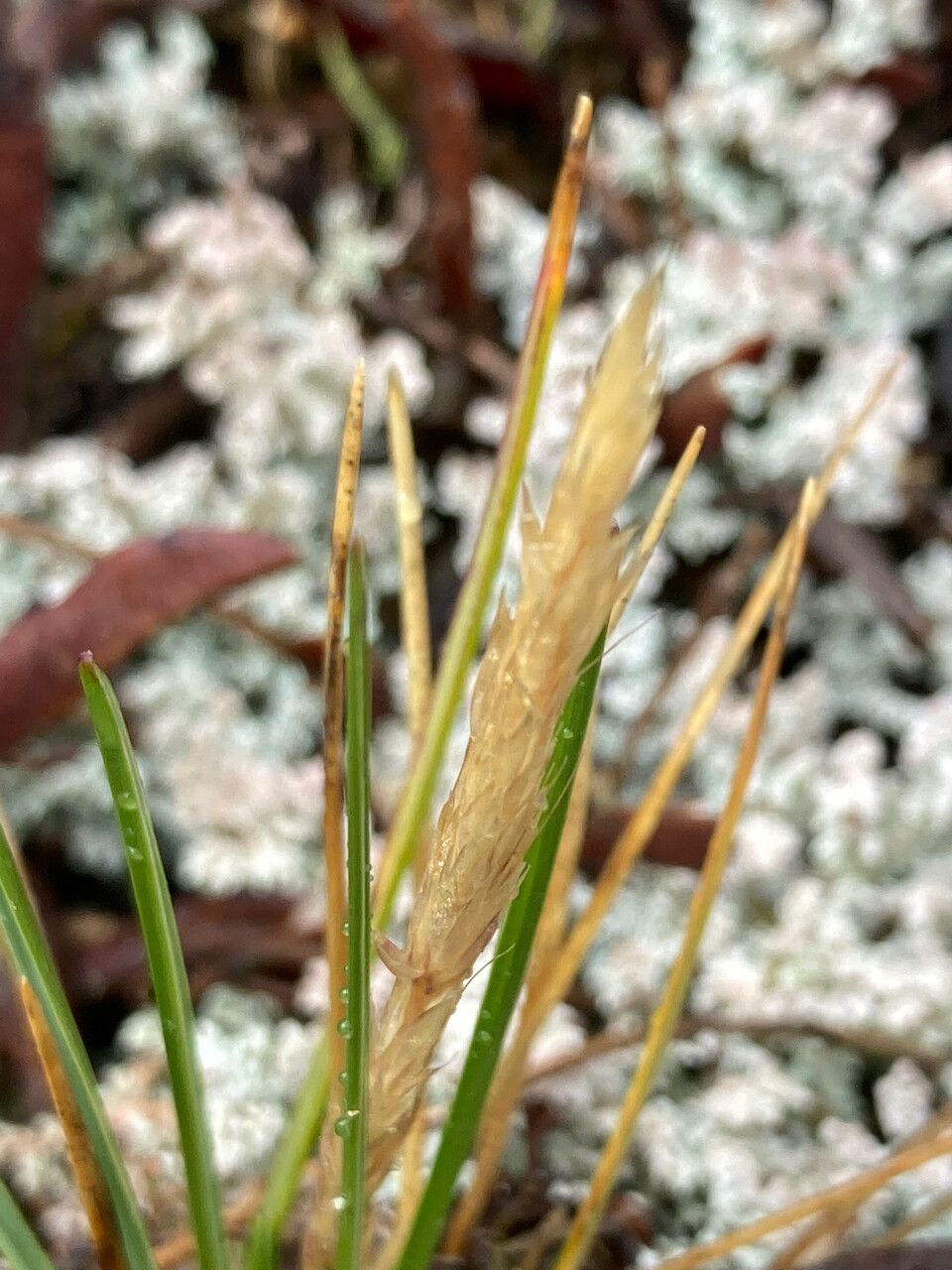 Calamagrostis fibrovaginata flower