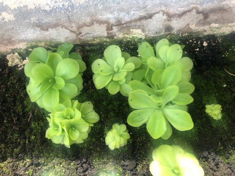 Pinguicula zecheri — houseplant care guide