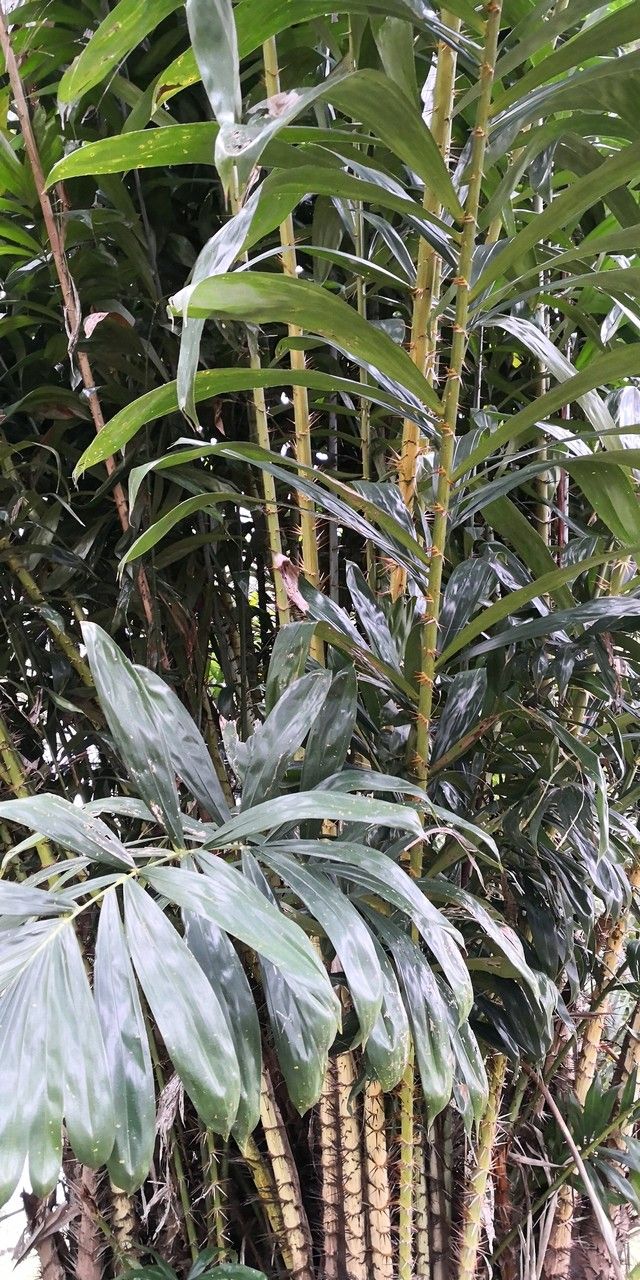 Salacca griffithii leaf