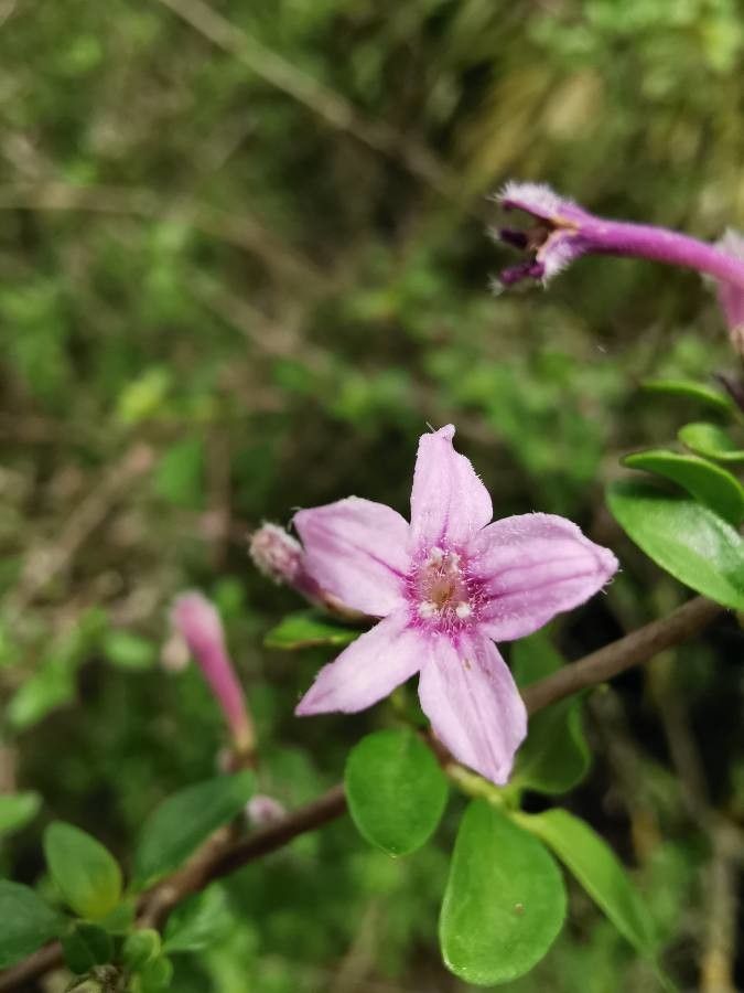 Leptodermis pilosa flower