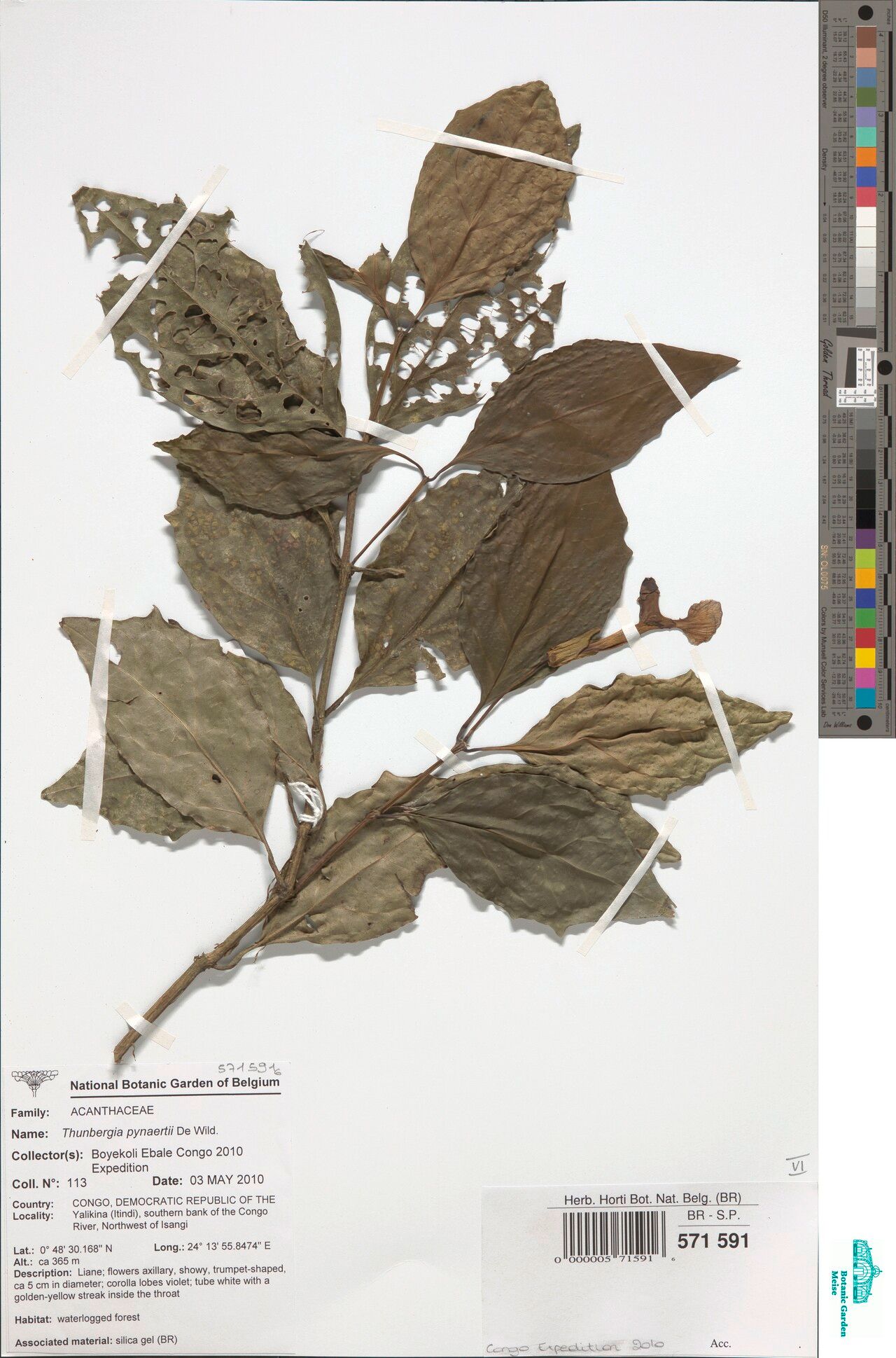 Thunbergia pynaertii — search result for 'Thunbergia'