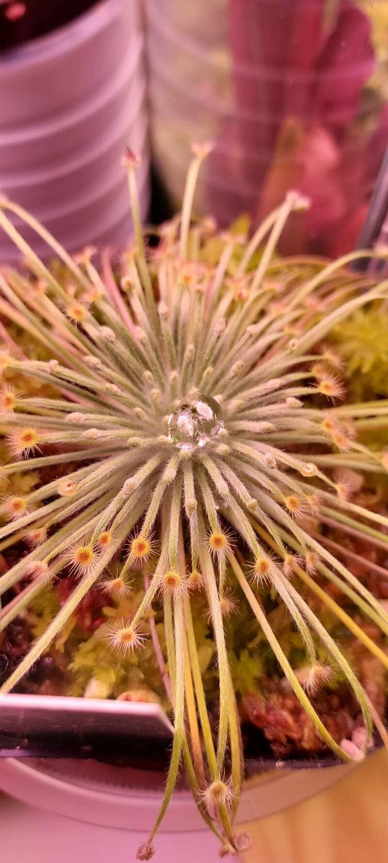 Drosera broomensis — houseplant care guide