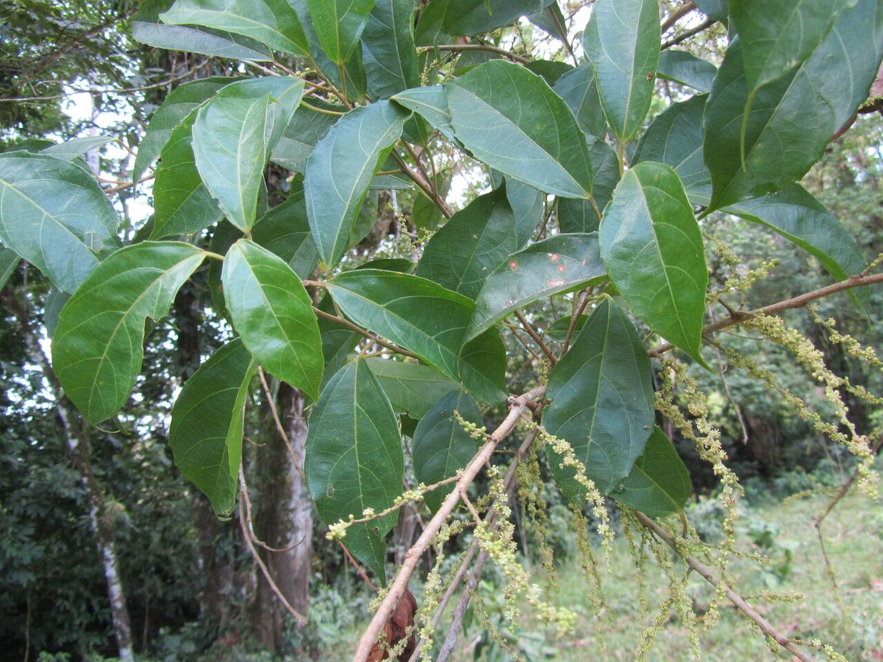 Alchornea costaricensis leaf