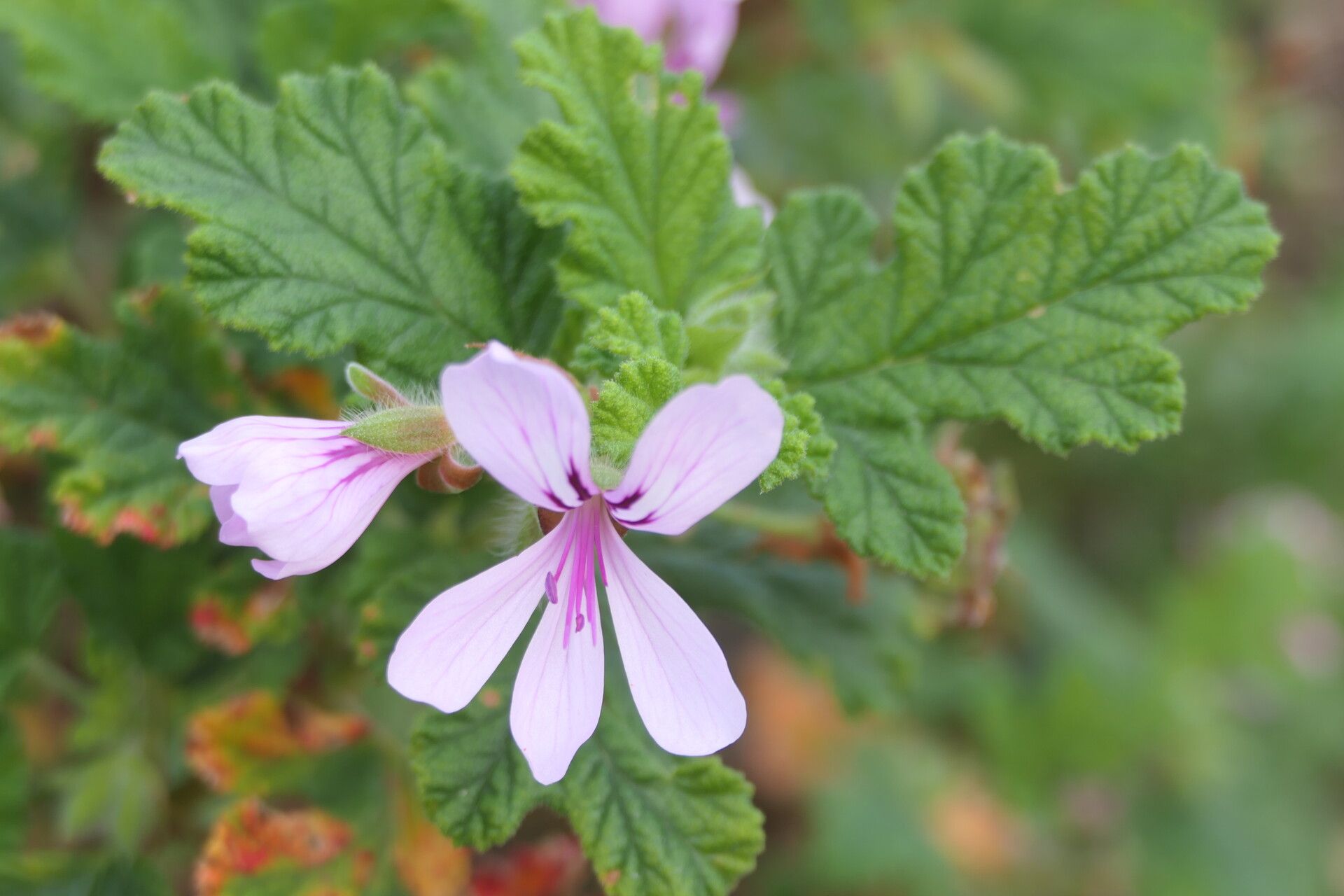 Pelargonium betulinum flower