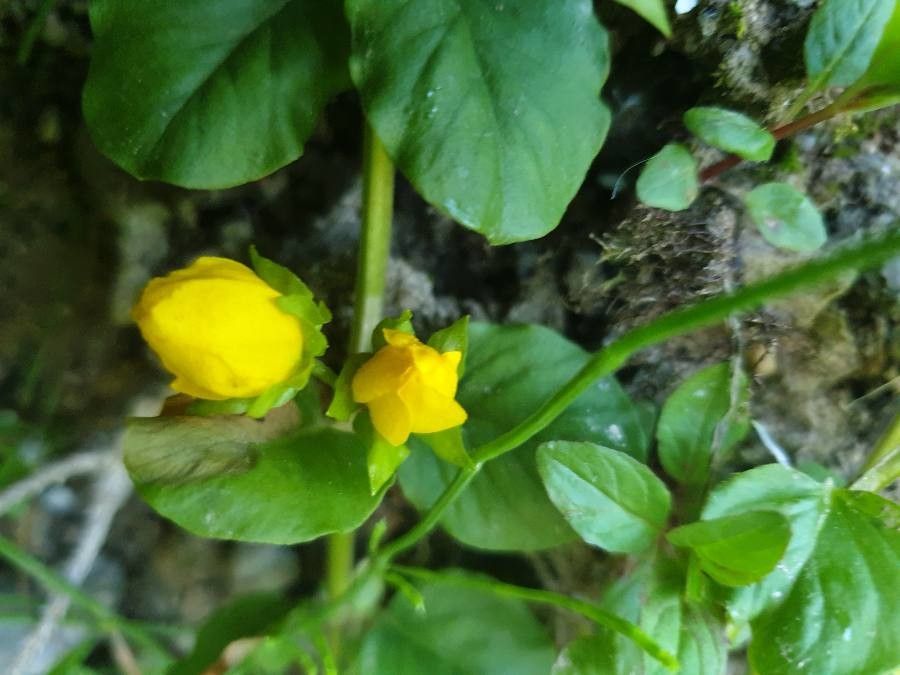 Lysimachia nemorum flower