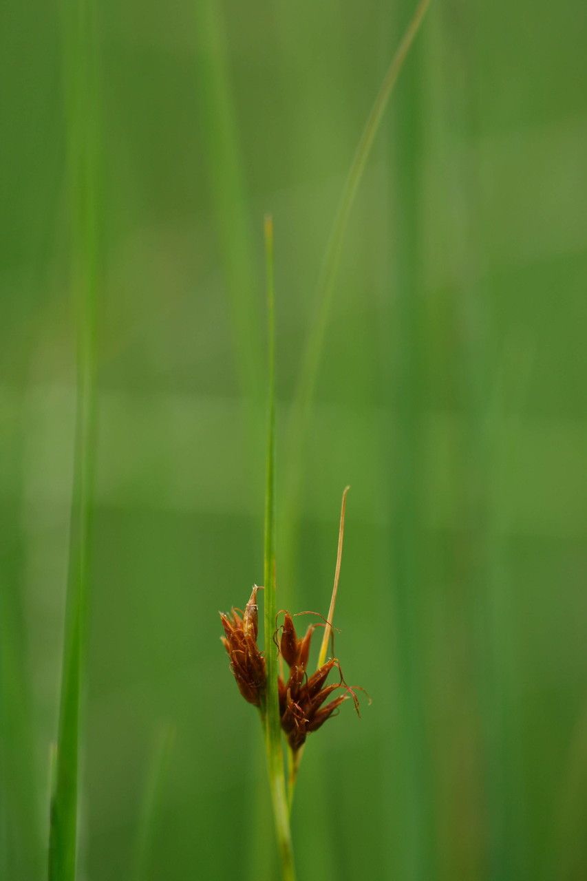 Rhynchospora fusca fruit
