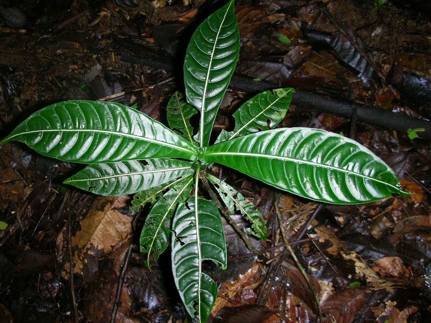 Psychotria laselvensis — houseplant care guide