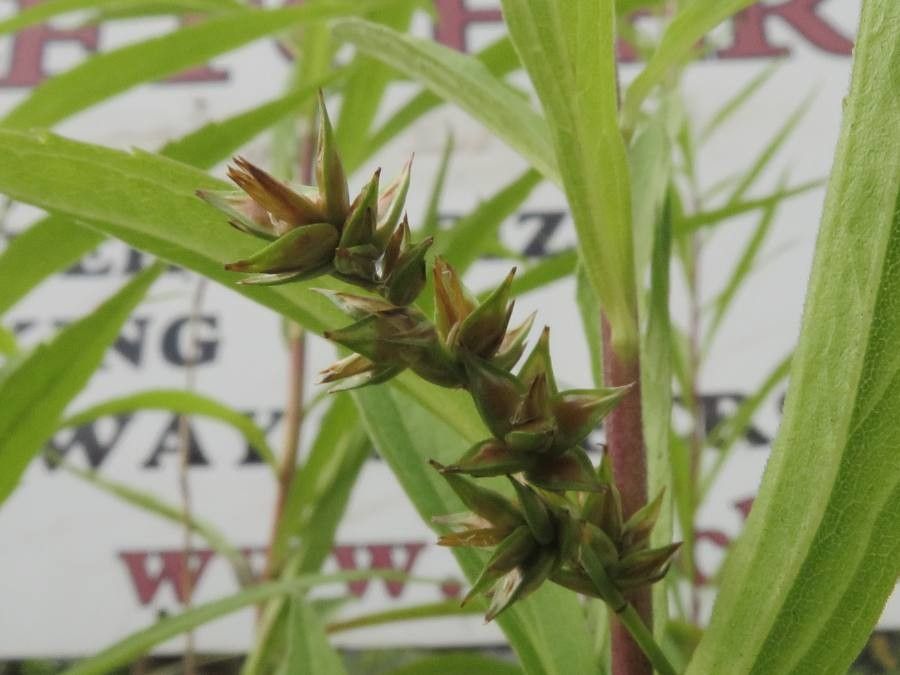 Carex spicata fruit